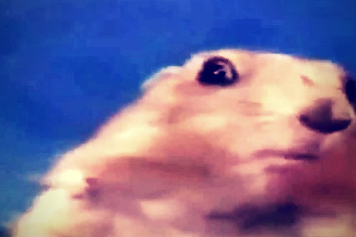 Superzoom on Instagram and Share Links in Snapchat